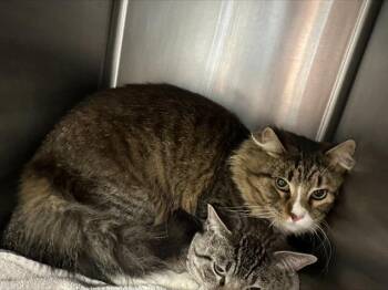 Domestic Medium Hair Cats Available for Adoption in Santa Cruz, California - NOPALITO* | PetCurious