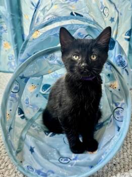 Ranch -  Domestic Short Hair Cat for Adoption in Rossville, Tennessee - Ranch | PetCurious