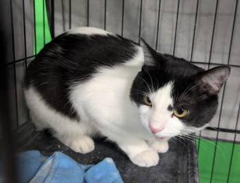 Domestic Short Hair Cats Available for Adoption in Adrian, Michigan - Gilligan | PetCurious