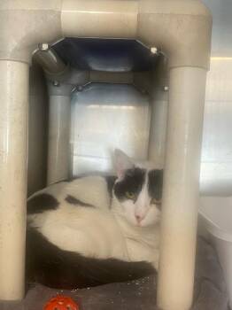 Domestic Short Hair Cats Available for Adoption in Portland, Indiana - Lady | PetCurious