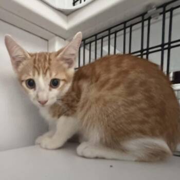Jermaine -  Domestic Short Hair Cat for Adoption in Las Cruces, New Mexico - Jermaine | PetCurious