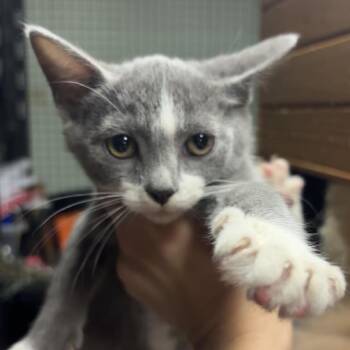 Aloha C11462 -  Domestic Short Hair Cat for Adoption - Aloha C11462 | PetCurious