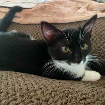 Kei Kei -  Domestic Short Hair Cat for Adoption in Wichita, Kansas - Kei Kei | PetCurious