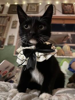 Theodore -  Domestic Short Hair Cat for Adoption in Pompano Beach, Florida - Theodore | PetCurious