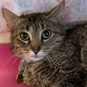 Svedka -  Domestic Short Hair Cat for Adoption in Lansing, Michigan - Svedka | PetCurious