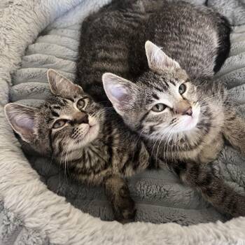 Domestic Short Hair Cats Available for Adoption in Morrison, Colorado - Gina & Gigi Conrad Bonded Sisters | PetCurious