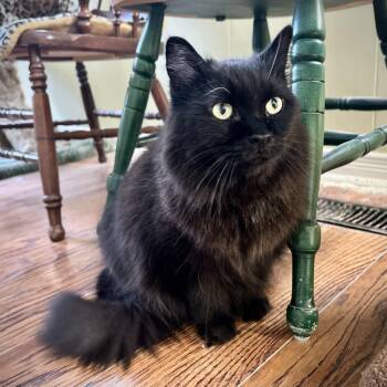 Leo -  Domestic Long Hair Cat for Adoption in Guelph, Ontario - Leo | PetCurious
