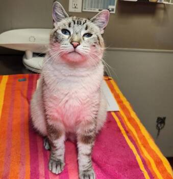 Domestic Short Hair Cats Available for Adoption in Oakland, California - Maggie | PetCurious