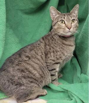 Domestic Short Hair and Manx Cats Available for Adoption in Stratham, New Hampshire - Tokyo | PetCurious