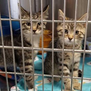 American Shorthair Cats Available for Adoption - Boy Kittens | PetCurious
