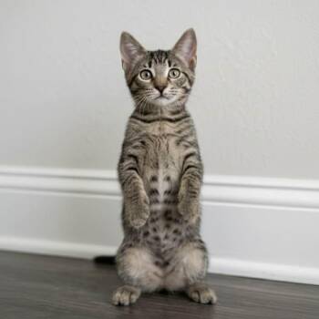 Luke -  Domestic Short Hair Cat for Adoption in Lucas, Texas - Luke | PetCurious