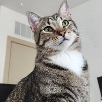 Frederick -  Domestic Short Hair Cat for Adoption in Perry, Georgia - Frederick | PetCurious