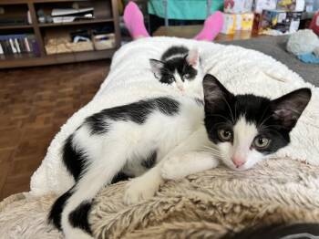 Rescue Tuxedo Cats for Adoption in East Rochester, New York - Luna | PetCurious