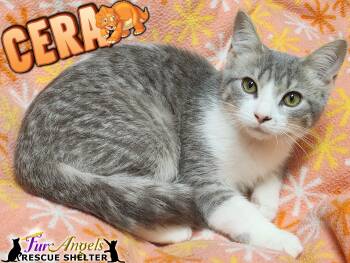Rescue Domestic Short Hair Cats for Adoption in Ottawa Hills, Ohio - Cera | PetCurious