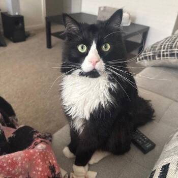 Domestic Long Hair Cats Available for Adoption in Dallas, Texas - Maji (New Digs) | PetCurious