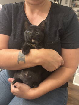 Rescue Domestic Short Hair Cats for Adoption in Camden, South Carolina - Supurrvisor (Available For Pre-adoption) | PetCurious