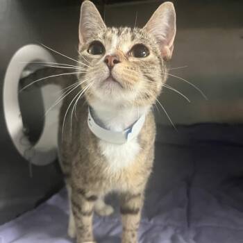 Domestic Short Hair Cats Available for Adoption in Lakeland, Florida - Pickles | PetCurious