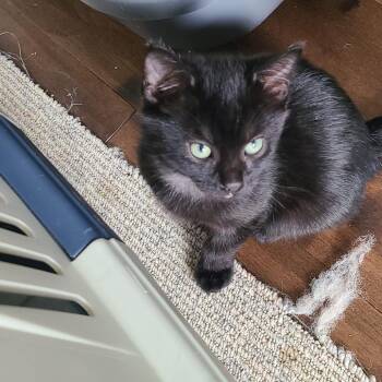 Leo -  Domestic Short Hair Cat Available for Adoption in Puslinch, Ontario - Leo | PetCurious