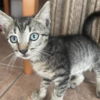 OREO -  Domestic Short Hair Cat for Adoption in San Antonio, Texas - OREO | PetCurious