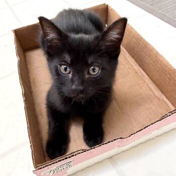 Sequoia -  Domestic Short Hair Cat for Adoption in Medina, Ohio - Sequoia | PetCurious