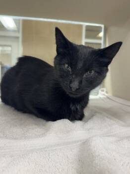 Rescue Domestic Short Hair Cats for Adoption - Olive | PetCurious