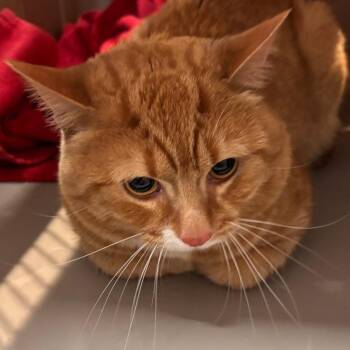Chick-O-Stick -  Domestic Short Hair Cat for Adoption in Allentown, Pennsylvania - Chick-O-Stick | PetCurious