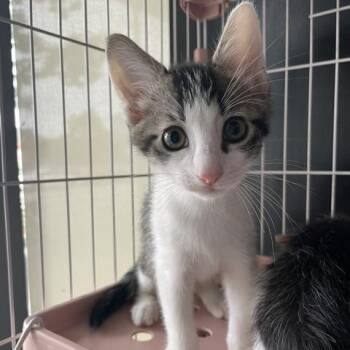 Grayson -  Domestic Short Hair Cat for Adoption in Dayton, Ohio - Grayson | PetCurious
