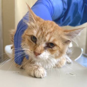 Rescue Domestic Medium Hair Cats for Adoption in Redwood Valley, California - 4 | PetCurious