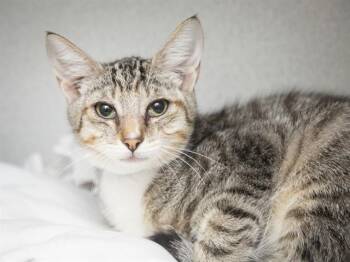 GREY -  Domestic Short Hair Cat for Adoption in Phoenix, Arizona - GREY | PetCurious
