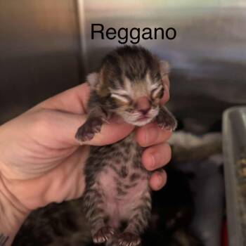 Rescue Domestic Short Hair Cats for Adoption in Hinesville, Georgia - Reggano | PetCurious