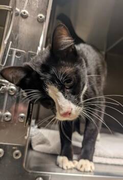 Columbo -  Domestic Short Hair Cat for Adoption in Bellingham, Washington - Columbo | PetCurious