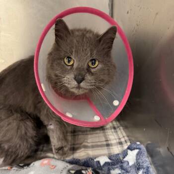 Domestic Medium Hair Cats Available for Adoption - Littlefoot | PetCurious