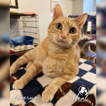 Laverne -  Domestic Short Hair Cat for Adoption in Youngwood, Pennsylvania - Laverne | PetCurious