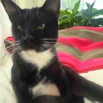 Kristi -  Domestic Short Hair Cat for Adoption in Sunrise, Florida - Kristi | PetCurious