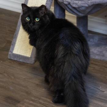 Domestic Short Hair Cats Available for Adoption in Wichita, Kansas - Berry | PetCurious