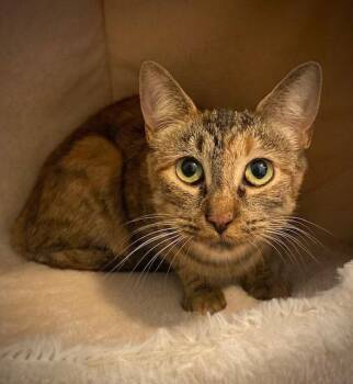 Percy -  Domestic Short Hair Cat for Adoption in Duxbury, Massachusetts - Percy | PetCurious