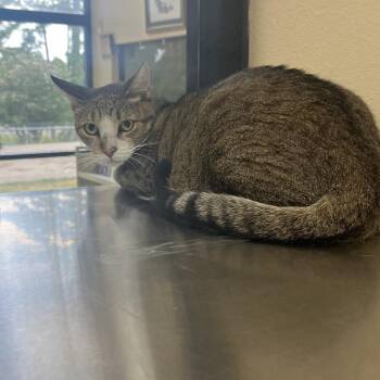 Andre the Giant -  Domestic Short Hair Cat for Adoption in Palestine, Texas - Andre The Giant | PetCurious