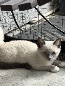 Morticia -  Siamese Cat for Adoption in San Diego, California - Morticia | PetCurious