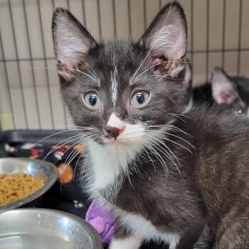King-Kong -  Domestic Short Hair Cat for Adoption in Milan, Illinois - King-Kong | PetCurious