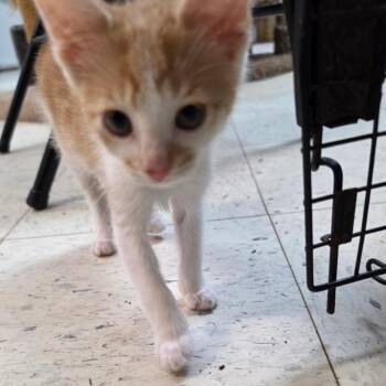 Ginger -  Domestic Short Hair Cat for Adoption in Melrose, Florida - Ginger | PetCurious