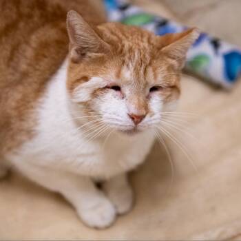 Domestic Short Hair Cats Available for Adoption - Sunny D | PetCurious