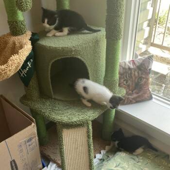 Domestic Short Hair Cats Available for Adoption in Austin, Texas - Baseball 3 | PetCurious