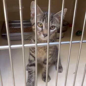Pom Pom -  Tabby Cat for Adoption in Clarksville, Virginia - Pom Pom | PetCurious