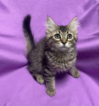 Onyx -  Domestic Medium Hair Cat for Adoption in Jackson, Michigan - Onyx | PetCurious