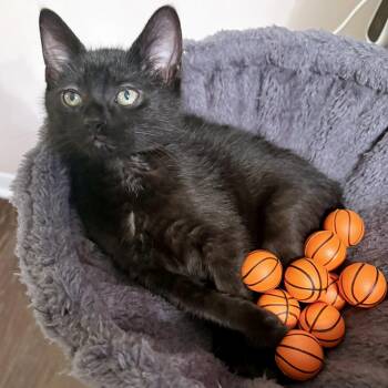 Domestic Short Hair Cats Available for Adoption in Lake Monroe, Florida - LePurr James | PetCurious