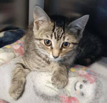 Sisu -  Domestic Short Hair Cat for Adoption in Georgetown, Ohio - Sisu | PetCurious