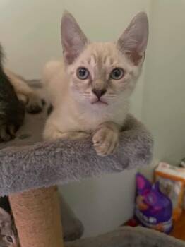 Domestic Short Hair Cats Available for Adoption in Warner Robins, Georgia - Bug | PetCurious