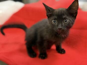 Domestic Short Hair Cats Available for Adoption in Doral, Florida - KEITH | PetCurious