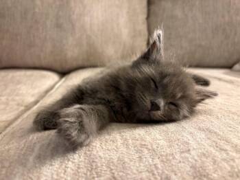 Guac -  Domestic Medium Hair Cat for Adoption in Reston, Virginia - Guac | PetCurious