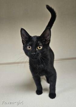 Raven -  Domestic Short Hair Cat for Adoption in Wapakoneta, Ohio - Raven | PetCurious